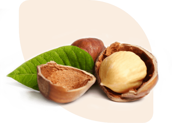 Contact us - Hazelnut Sections cover 3 1 4